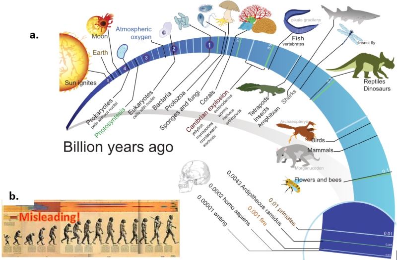Two graphics showing different approaches to evolution of humans on Earth.