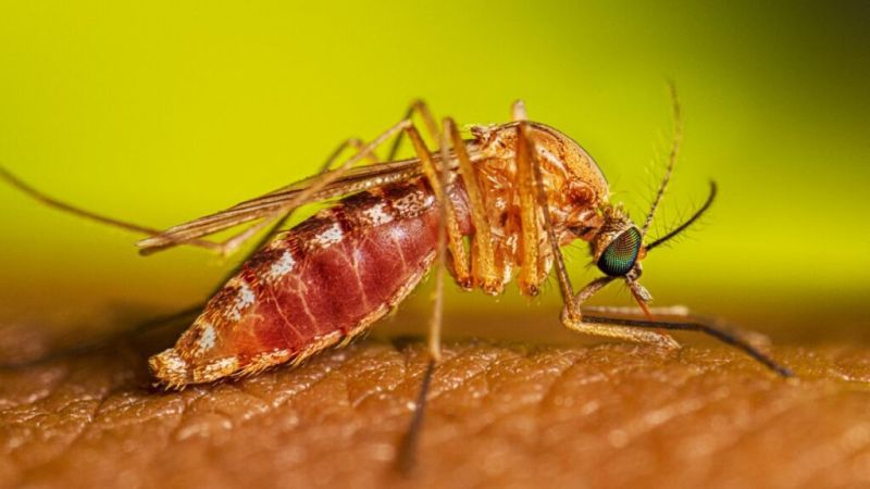 A female Culix mosquito takes a blood meal from a person.